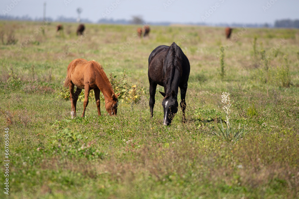 great and amazing horses of argentina great and amazing horses of argentina