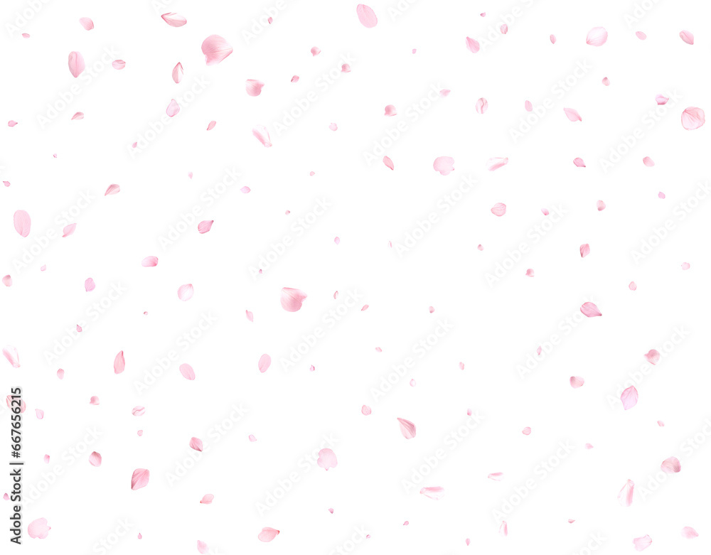 Realistic pink cherry petals.
