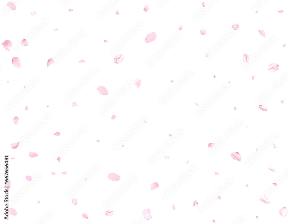 Realistic pink cherry petals.