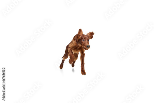 Adorable, purebred active dog, Irish red setter in motion, running isolated on white background. Concept of domestic animal, dogs, breed, beauty, vet, pet. Copy space for ad
