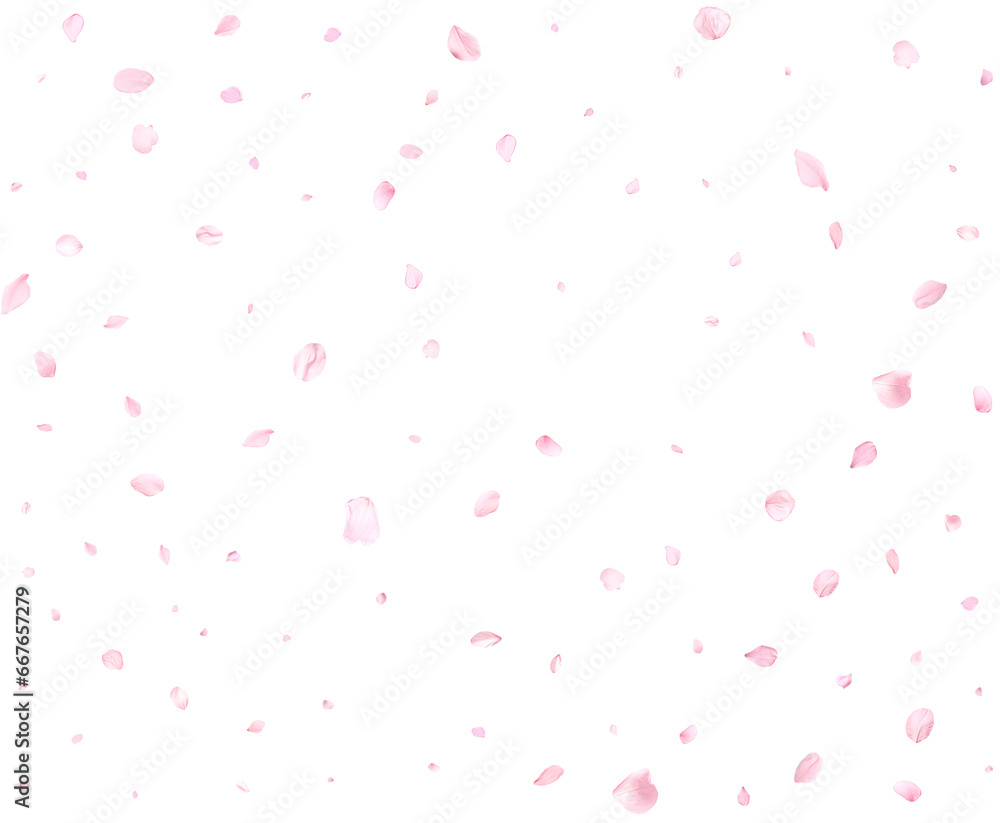 Realistic pink sakura petals.