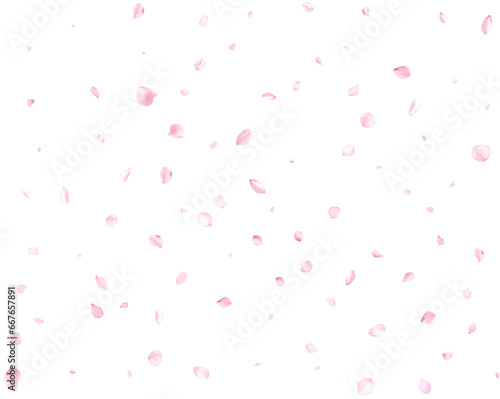 Realistic pink sakura petals.