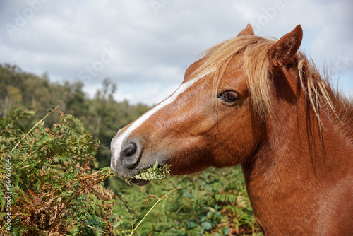 wild horse eating green ferns in open moorland. free roaming brown horse in the New Forest National Park, England 