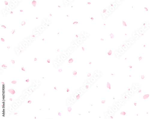 Pink sakura petals.