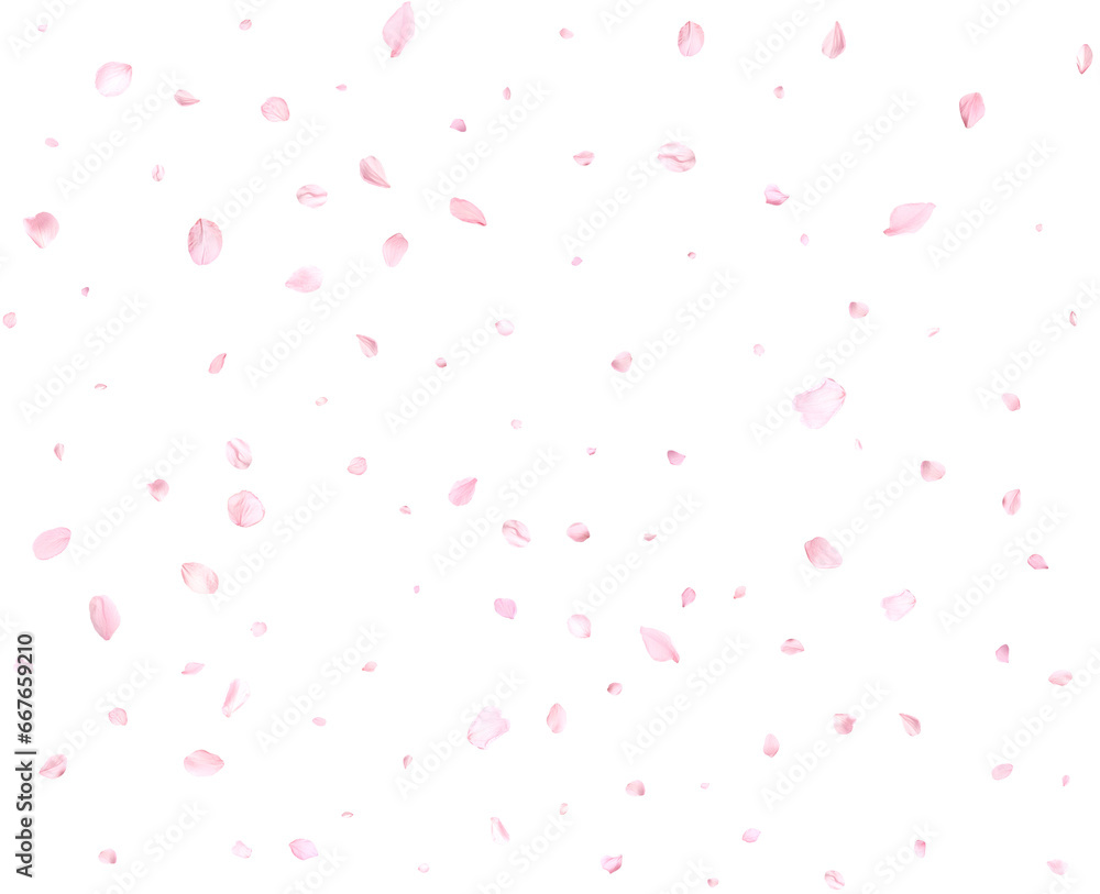 Pink sakura petals.