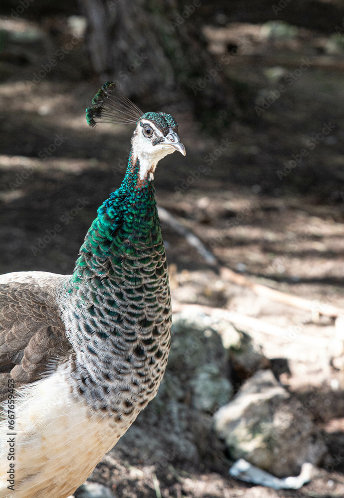 Female Peacocks in park in Spain Female Peacocks in park in Spain