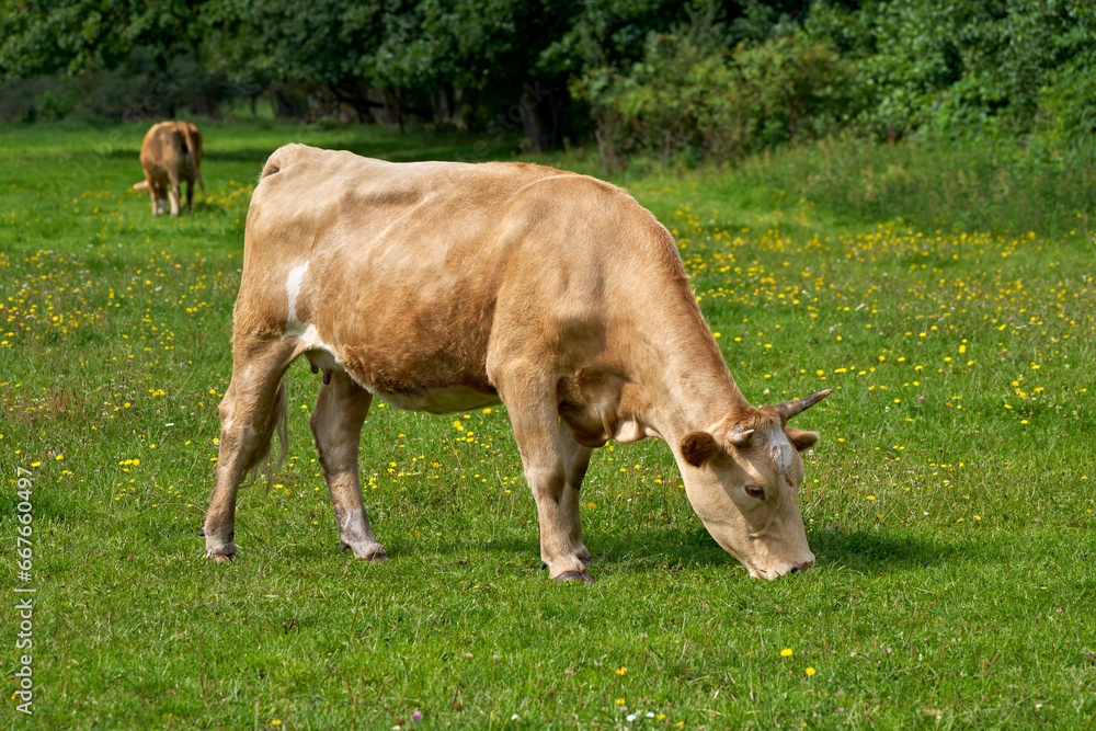 Hellbraune Kuh mit Hörnern grast auf einer Wiese mit gelben Blumen vor einer Reihe mit dichten Büschen und Bäumen