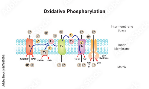 Electron Transport and Oxidative Phosphorylation Scientific Design. Vector Illustration.