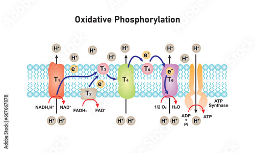Electron Transport and Oxidative Phosphorylation Scientific Design. Vector Illustration. photo