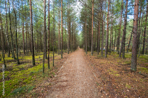 Fototapeta Naklejka Na Ścianę i Meble -  jesień
