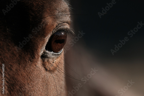 Left Eye of Bay Horse photo
