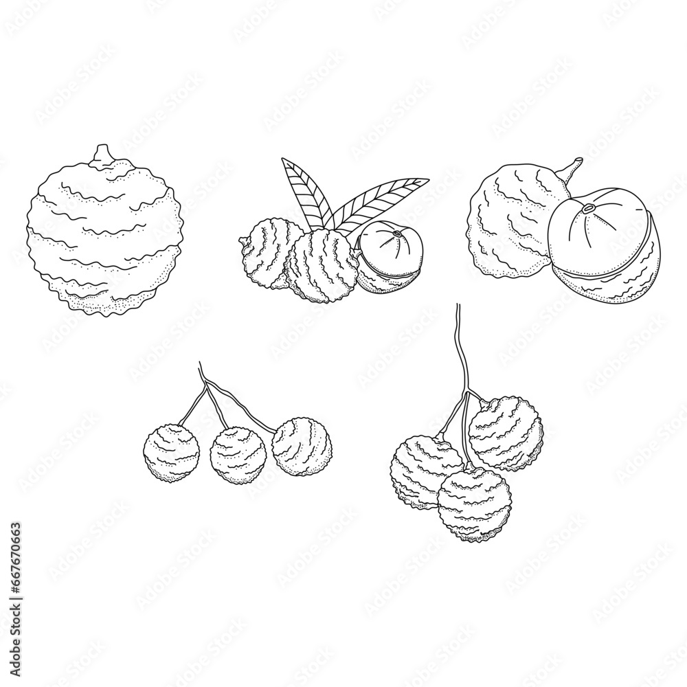 Lychee fruit hand drawn doodle illustrations vector set Lychee fruit hand drawn doodle illustrations vector set