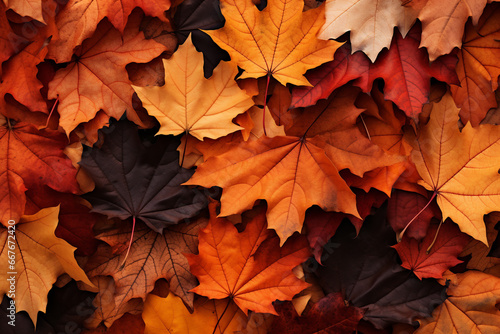 Color of autumn fall leaves on ground background.