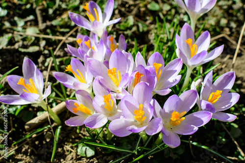 Close up of many delicate blue crocus spring flowers in full bloom in a garden in a sunny day, beautiful outdoor floral background
