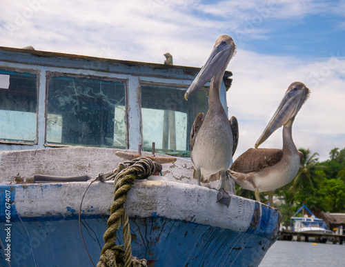 pelican on the pier