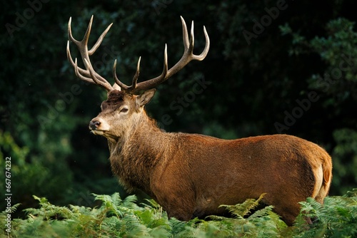 Deer stands amidst a verdant field of grass and foliage, a forest visible in the background