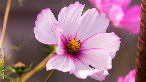 Wundersch  ne wei   - pinke Kosmeene   Cosmos in voller Bl  te im Sp  tsommer