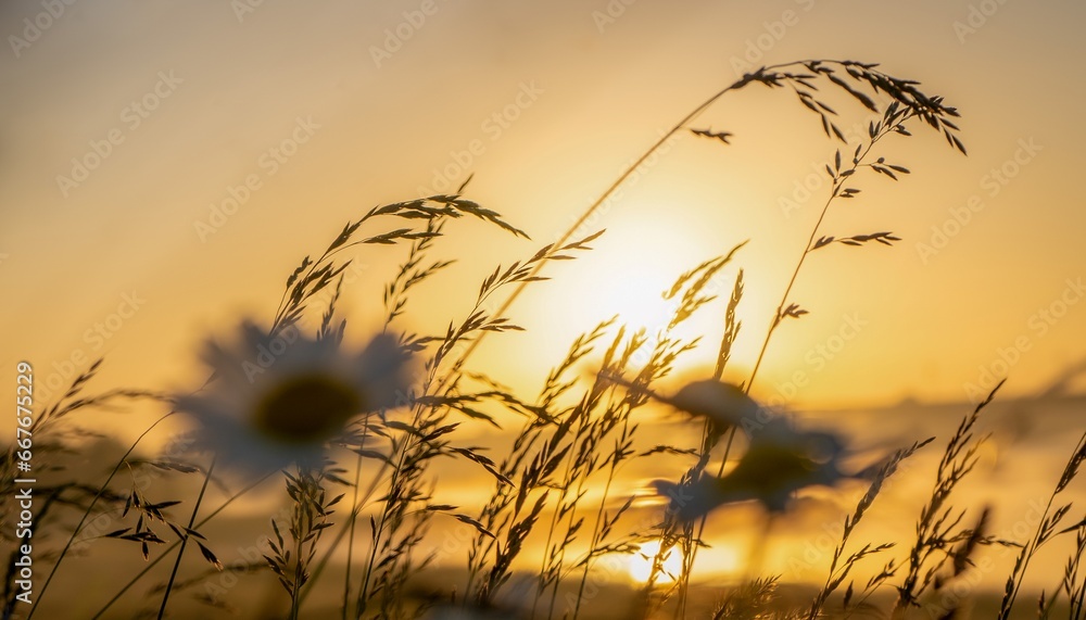 sunset in the grass sunset in the grass
