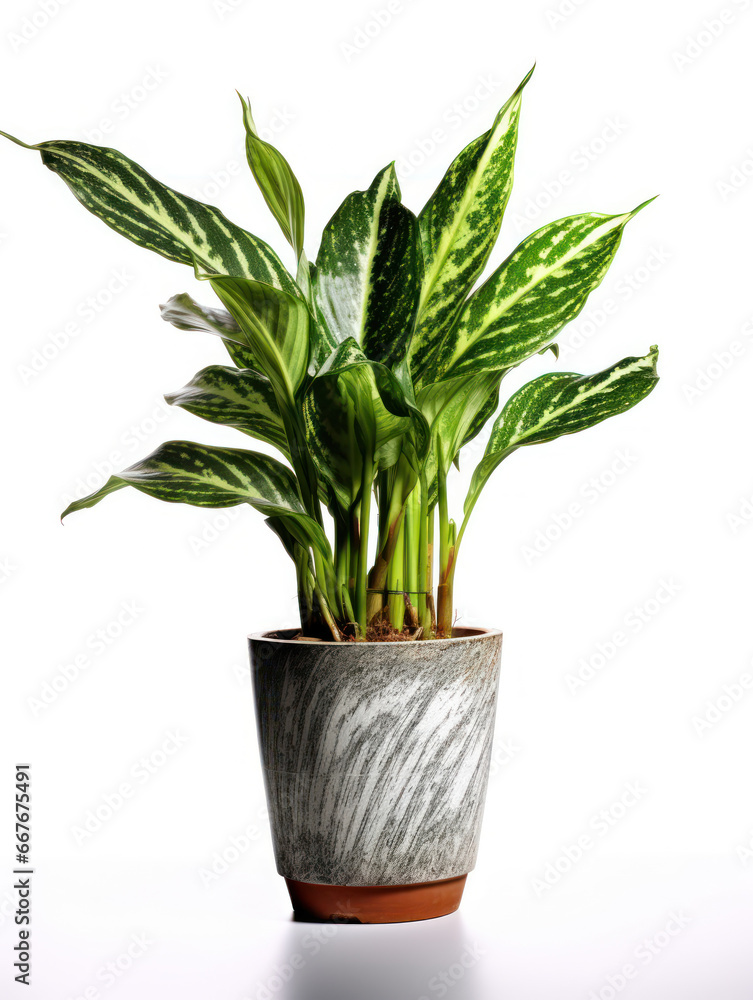 Dieffenbachia (Dumb Cane) Studio Shot Isolated on Clear Background, Generative AI Dieffenbachia (Dumb Cane) Studio Shot Isolated on Clear Background, Generative AI