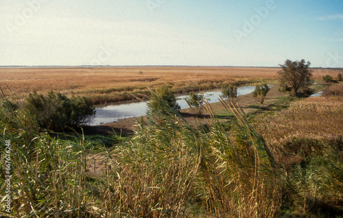 Roseliere, Phragmites australis , Roseau, Etand de Lorre, Camargue, 30, Gard, France