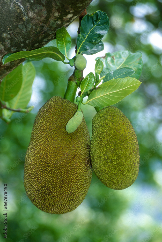 Jacquier, Artocarpus integrifolia Jacquier, Artocarpus integrifolia