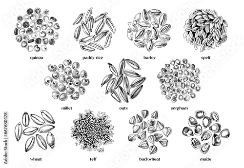 Cereal crop seeds vector set