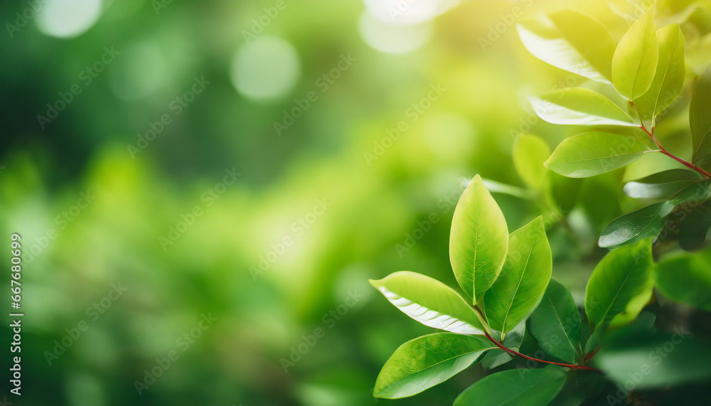 closeup of beautiful nature view green leaf on blurred greenery background in garden with copy space using as background wallpaper page concept i closeup of beautiful nature view green leaf on blurred greenery background in garden with copy space using as background wallpaper page concept i