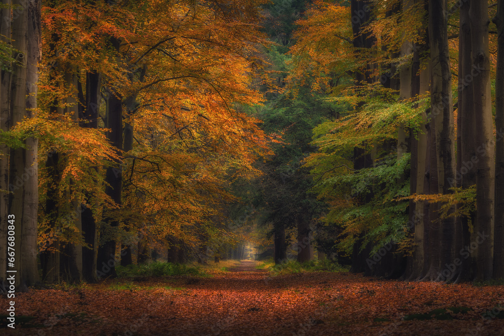 Fototapeta premium autumn in the forest