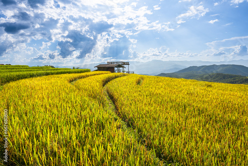Top view of rice terrace in Pabongpiang Chiang Mai, Thailand
