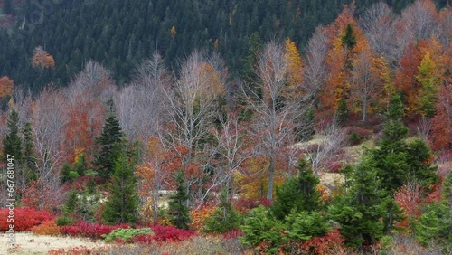 Autumn colors in the mountains
Autumn and flock of sheep in the mountains
