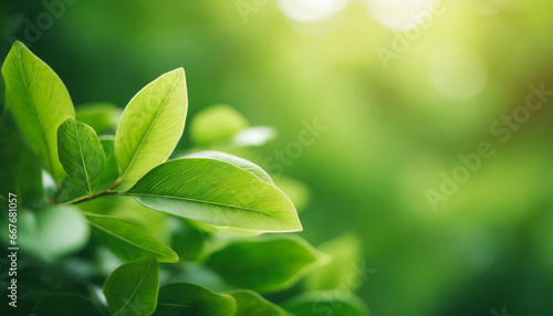 closeup of beautiful nature view green leaf on blurred greenery background in garden with copy space using as background wallpaper page concept i