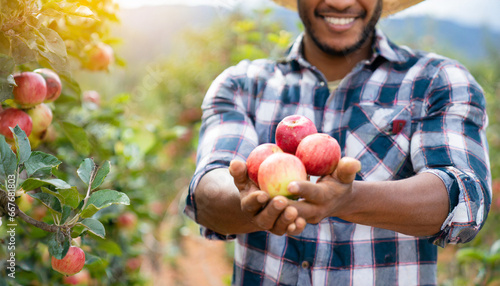 farmer picking apple fruits close up no face photo