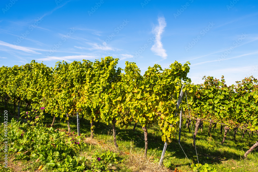 Close-up of vines in a vineyard at Laurenziberg - Germany on a sunny autumn day