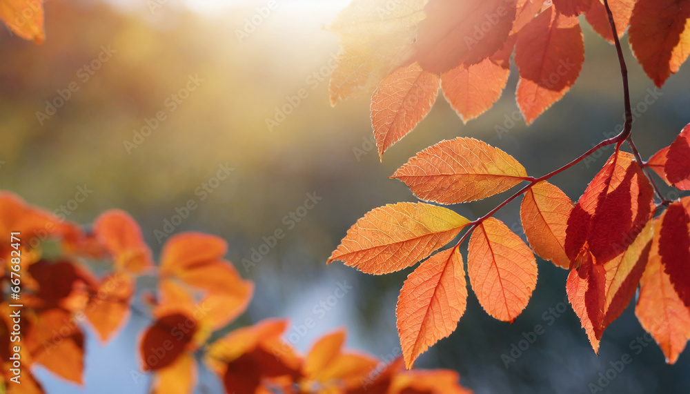 bright background autumn season leaves close up with backlight as a background template or web banner for the design of the autumn theme