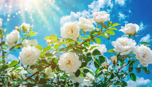 white bush roses on a background of blue sky in the sunlight beautiful spring or summer floral background