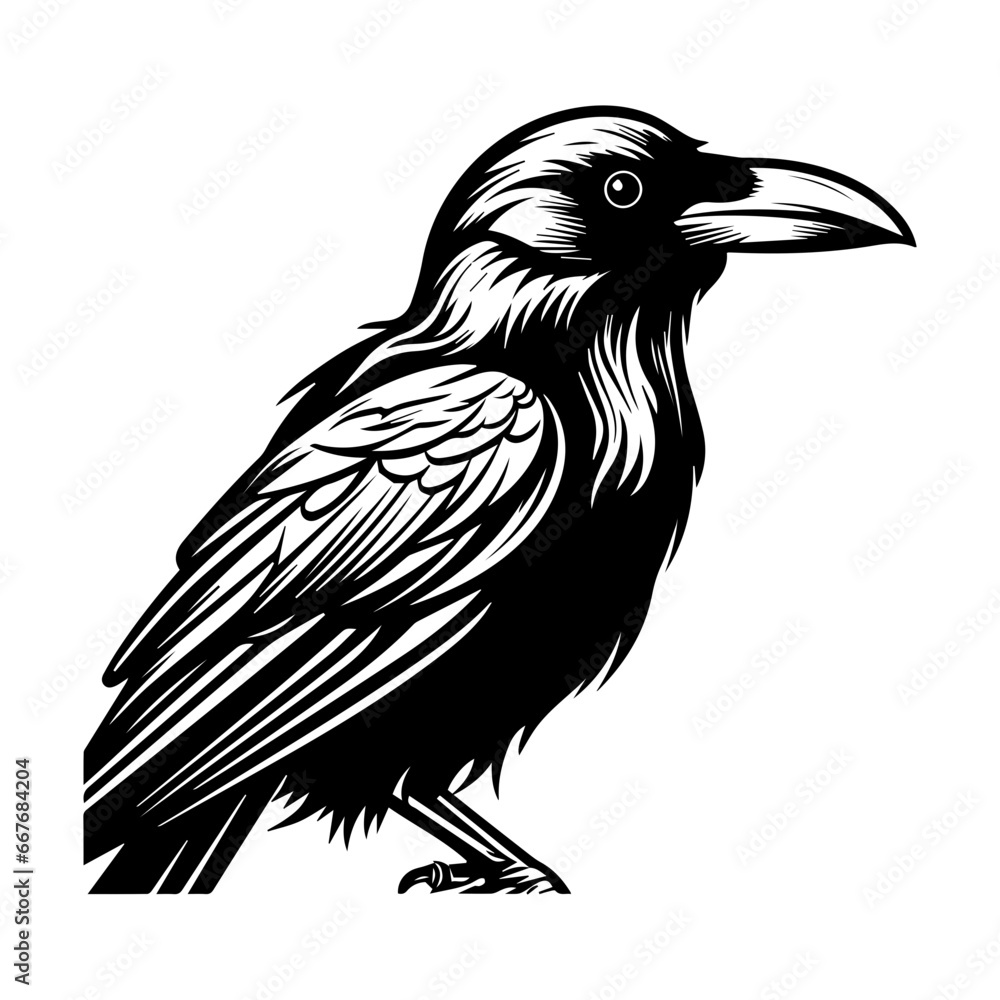 black raven bird in different poses cartoon crow design flat vector animal illustration isolated on white background. black raven bird in different poses cartoon crow design flat vector animal illustration isolated on white background.