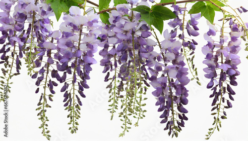 branch of beautiful hanging purple wisteria flowers png file of isolated cutout object on transparent background