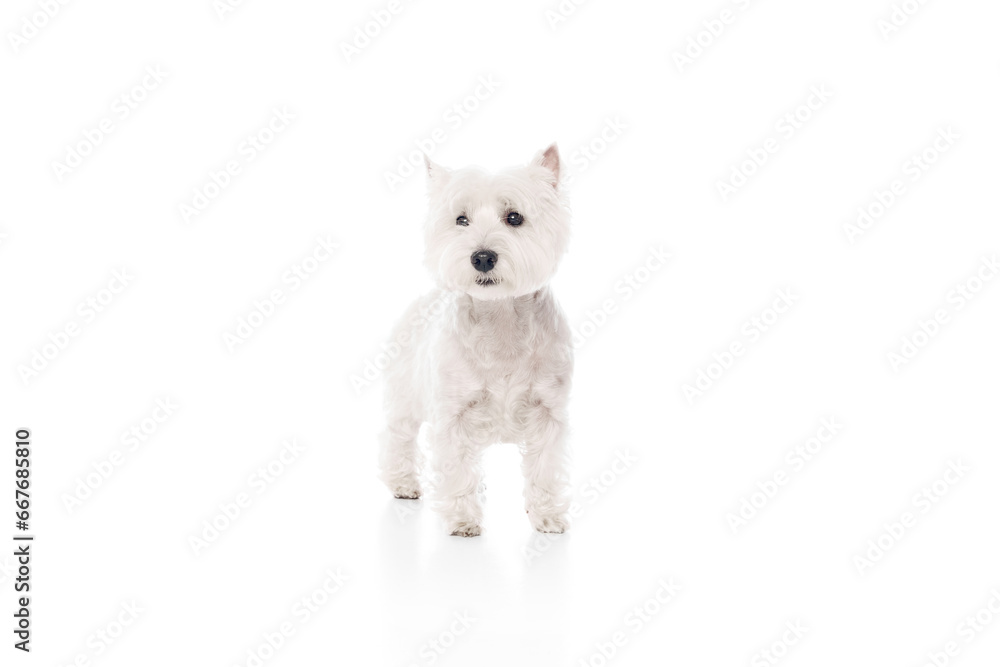 Adorable, calm, beautiful purebred dog, west highland white terrier standing isolated on white studio background