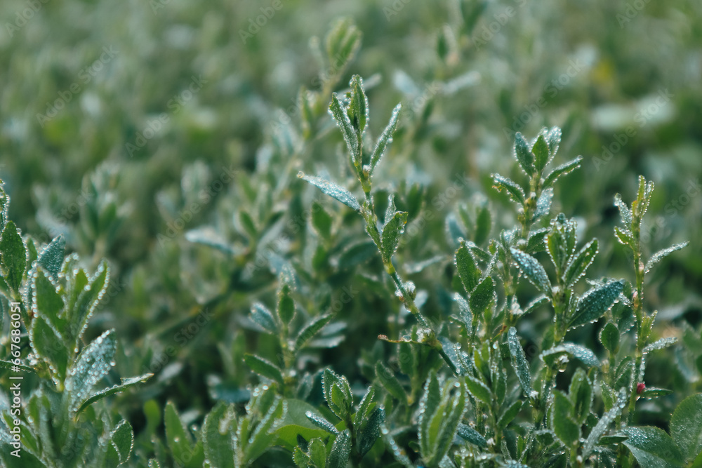 Polygonum aviculare green grass covered with dew drops in the early morning. Water drops on knotweed grass. Blurred background. Macro. Polygonum aviculare green grass covered with dew drops in the early morning. Water drops on knotweed grass. Blurred background. Macro.