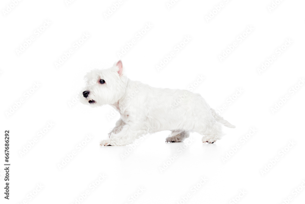 Playful, little, cute, purebred dog, west highland white terrier, running, playing isolated on white studio background Playful, little, cute, purebred dog, west highland white terrier, running, playing isolated on white studio background