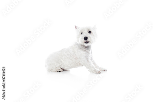Happy, purebred, cute dog, west highland white terrier sitting isolated on white studio background