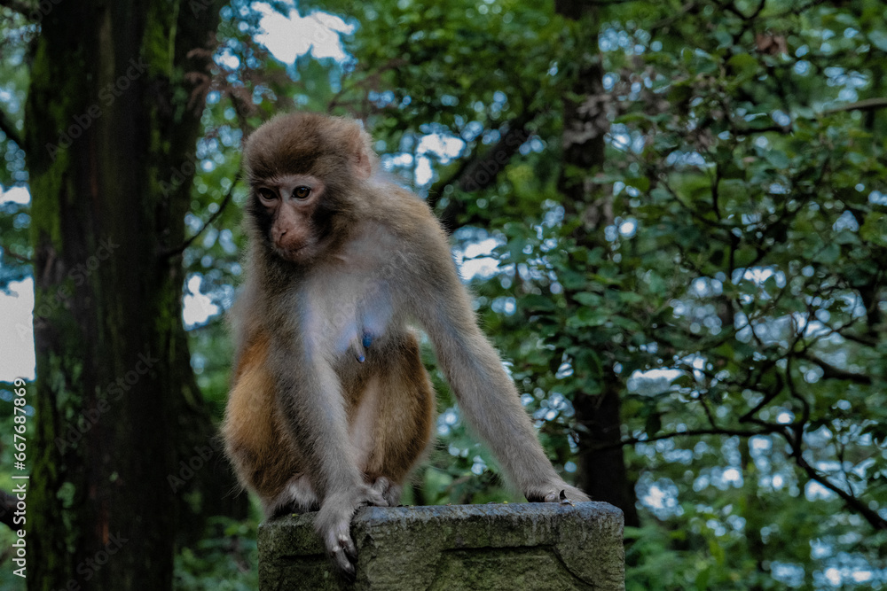 Fototapeta premium Lushan Tourism, Jiangxi province, China