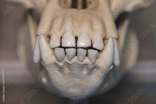 The lower part of the jaw of a chimpanzee.