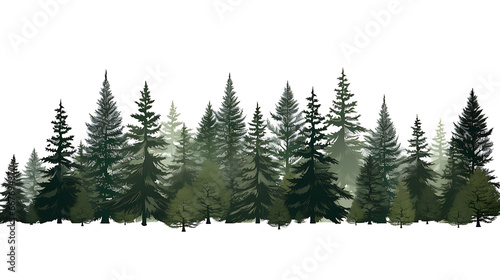 Forest of Christmas Park of evergreen wood on white background