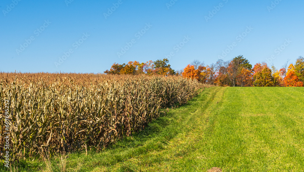 A field of dying corn next to a grass field in Tionesta, Pennsylvania, USA on a sunny fall day