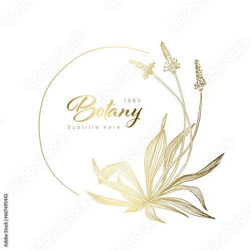 Minimalist light golden herb ribwort floral frame on white background photo