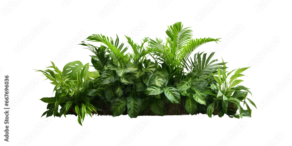 Tropical foliage plant bush transparent isolated, Generative AI