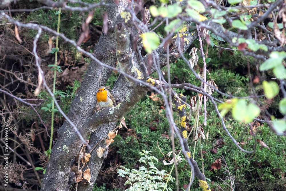 Robin perched on a tree branch in a garden hedge. Robin perched on a tree branch in a garden hedge.