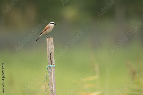 great spotted red backed shrike on a branch