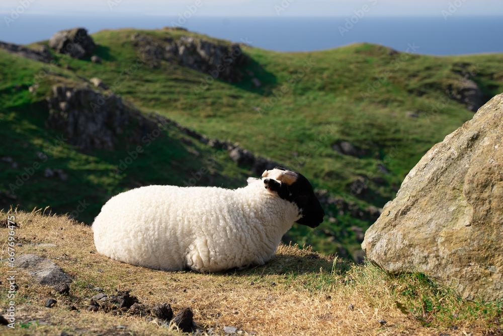 Naklejka premium Sheep in ireland